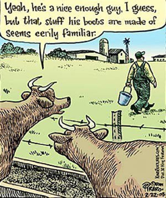 Cows into boots