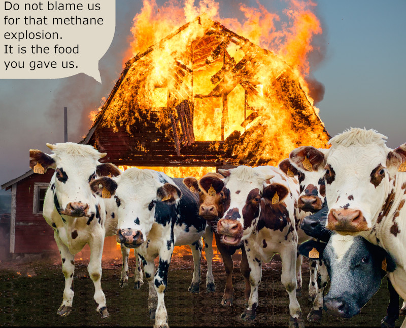 Cow's methane burns barn