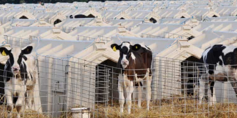 New born calves live in hutches